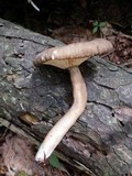 Lactarius lignyotus var. nigroviolascens image