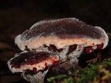 Hydnellum peckii image