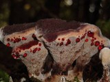 Hydnellum peckii image