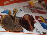 Coltricia cinnamomea image