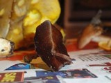 Coltricia cinnamomea image