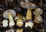 Cortinarius elaiochrous image
