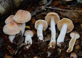 Cortinarius peraureus image