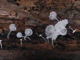 Hemimycena mauretanica image