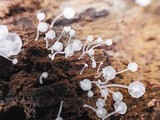 Hemimycena mauretanica image