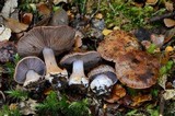 Cortinarius singularis image