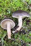 Tricholoma saponaceum image