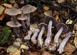 Cortinarius carbonellus image