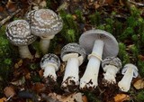 Cortinarius meleagris image