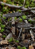 Amanita nigrescens image