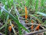 Clavulinopsis aurantiocinnabarina image
