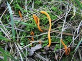 Clavulinopsis aurantiocinnabarina image