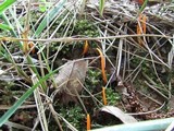 Clavulinopsis aurantiocinnabarina image