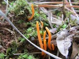 Clavulinopsis aurantiocinnabarina image
