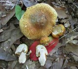 Inocybe corydalina image