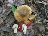 Inocybe corydalina image