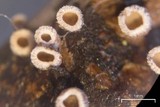 Merismodes fasciculata image