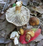 Inocybe corydalina image