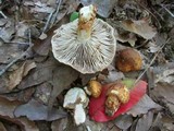 Inocybe corydalina image