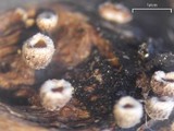 Merismodes fasciculata image