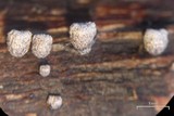 Merismodes fasciculata image