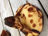 Paragyrodon sphaerosporus image