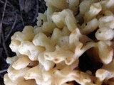 Sebacina sparassoidea image