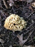 Sebacina sparassoidea image