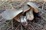 Tricholoma saponaceum image