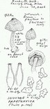 Inocybe phaeocystidiosa image