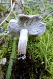 Tricholoma scalpturatum image
