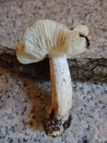 Tricholoma columbetta image
