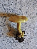Tricholoma sulphureum image