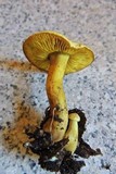 Tricholoma sulphureum image