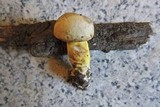 Aureoboletus gentilis image