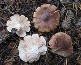 Tricholoma imbricatum image
