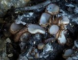 Trichophaea hybrida image