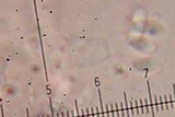 Merismodes fasciculata image