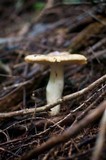 Russula laurocerasi image