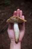 Russula laurocerasi var. fragrans image
