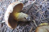 Suillus caerulescens image