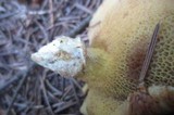 Suillus caerulescens image