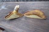Suillus caerulescens image