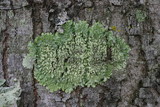 Dirinaria picta image