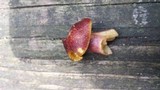 Tricholomopsis rutilans image