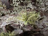 Usnea amblyoclada image