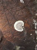 Dimelaena oreina image