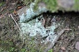 Trichoderma viride image