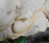 Meripilus sumstinei image