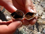 Podaxis pistillaris image
